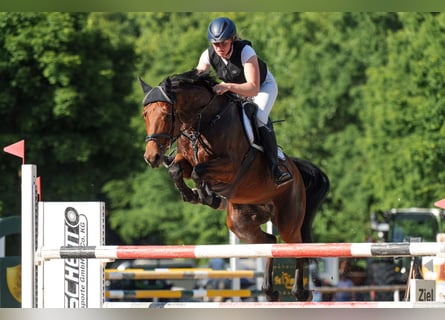 Koń hanowerski, Klacz, 8 lat, 167 cm, Gniada