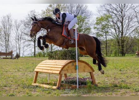 Koń hanowerski, Klacz, 8 lat, 167 cm, Gniada