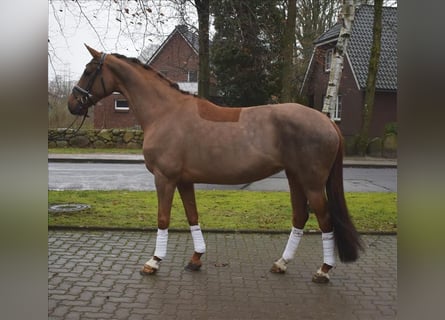 Koń hanowerski, Klacz, 8 lat, 167 cm, Kasztanowata