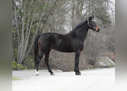 Koń hanowerski, Klacz, 8 lat, 168 cm, Ciemnogniada