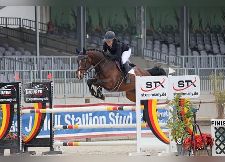 Koń hanowerski, Klacz, 8 lat, 168 cm, Ciemnogniada