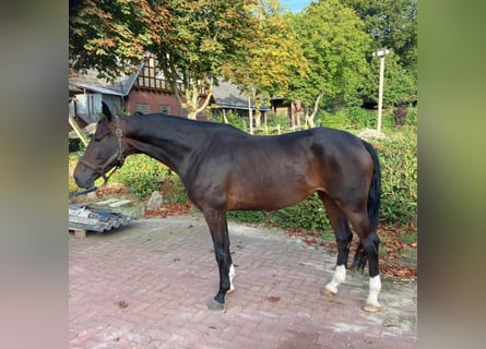Koń hanowerski, Klacz, 8 lat, 168 cm, Ciemnogniada