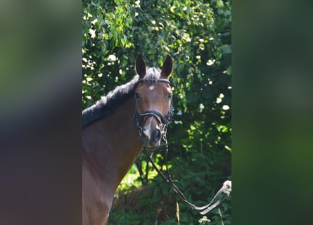 Koń hanowerski, Klacz, 8 lat, 168 cm, Gniada