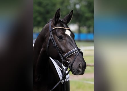 Koń hanowerski, Klacz, 8 lat, 168 cm, Kara