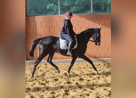 Koń hanowerski, Klacz, 8 lat, 168 cm, Kara