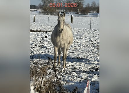 Koń hanowerski, Klacz, 8 lat, 168 cm, Siwa