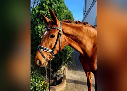 Koń hanowerski, Klacz, 8 lat, 169 cm, Ciemnokasztanowata