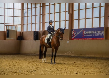 Koń hanowerski, Klacz, 8 lat, 169 cm, Gniada