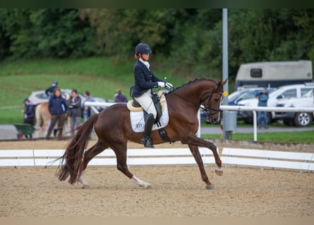 Koń hanowerski, Klacz, 8 lat, 170 cm, Ciemnokasztanowata