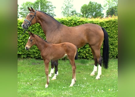 Koń hanowerski, Klacz, 8 lat, 170 cm, Gniada