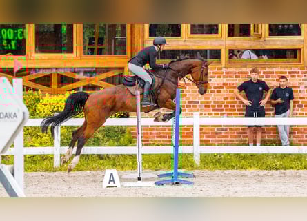 Koń hanowerski, Klacz, 8 lat, 170 cm, Gniada