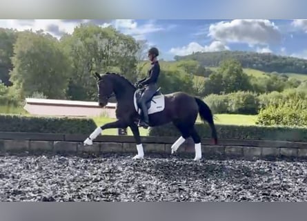 Koń hanowerski, Klacz, 8 lat, 170 cm, Gniada
