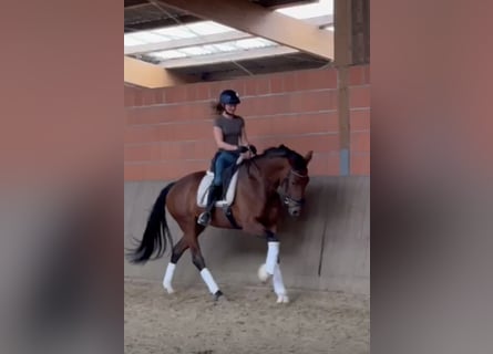 Koń hanowerski, Klacz, 8 lat, 170 cm, Gniada