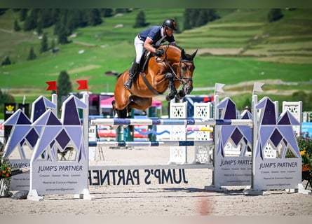 Koń hanowerski, Klacz, 8 lat, 171 cm, Gniada