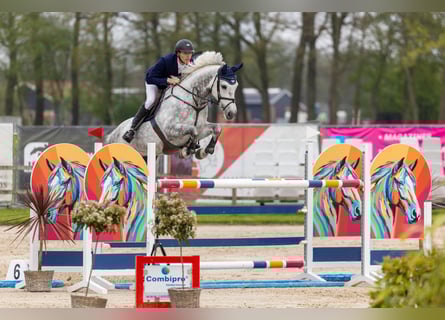Koń hanowerski, Klacz, 8 lat, 173 cm, Siwa