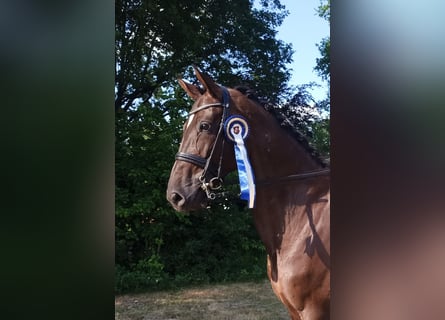 Koń hanowerski, Klacz, 8 lat, 174 cm, Ciemnokasztanowata