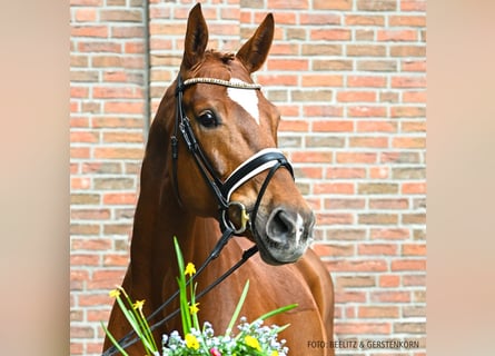 Koń hanowerski, Klacz, 8 lat, 175 cm, Ciemnokasztanowata