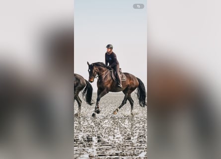 Koń hanowerski, Klacz, 8 lat, 175 cm, Gniada