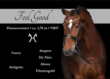 Koń hanowerski, Klacz, 8 lat, 179 cm, Gniada