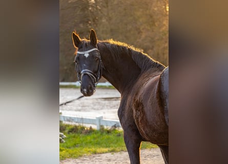 Koń hanowerski, Klacz, 9 lat, 164 cm
