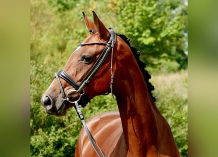 Koń hanowerski, Klacz, 9 lat, 165 cm, Gniada