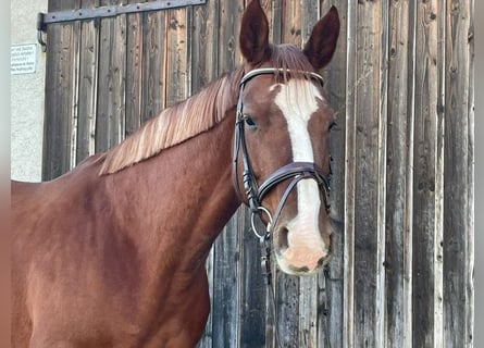 Koń hanowerski, Klacz, 9 lat, 165 cm, Kasztanowata