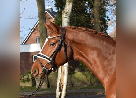 Koń hanowerski, Klacz, 9 lat, 167 cm, Kasztanowata