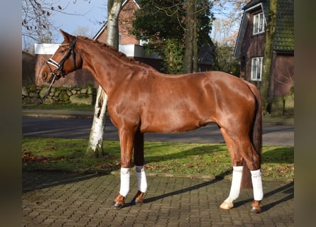 Koń hanowerski, Klacz, 9 lat, 167 cm, Kasztanowata