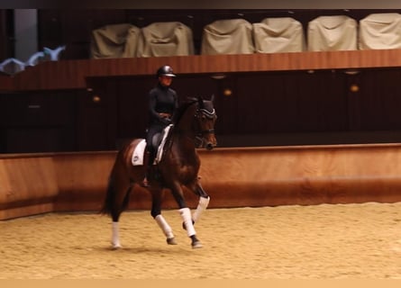Koń hanowerski, Klacz, 9 lat, 168 cm, Skarogniada