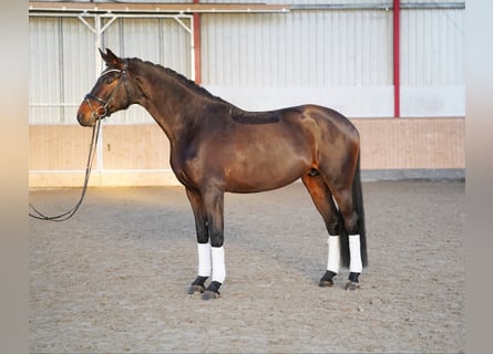 Koń hanowerski, Klacz, 9 lat, 173 cm, Ciemnogniada