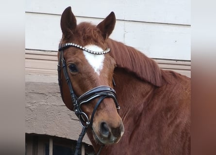 Koń hanowerski, Klacz, 9 lat, Kasztanowata