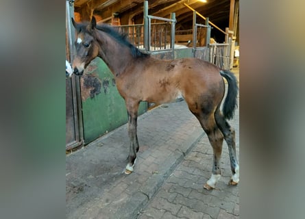 Koń hanowerski, Klacz, , 170 cm, Ciemnogniada