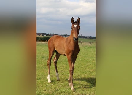 Koń hanowerski, Klacz, Źrebak (05/2026), 172 cm, Gniada