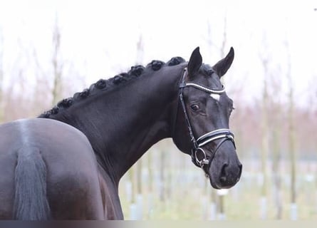 Koń hanowerski, Ogier, 10 lat, 170 cm, Ciemnogniada