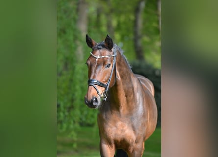 Koń hanowerski, Ogier, 11 lat, 170 cm, Gniada