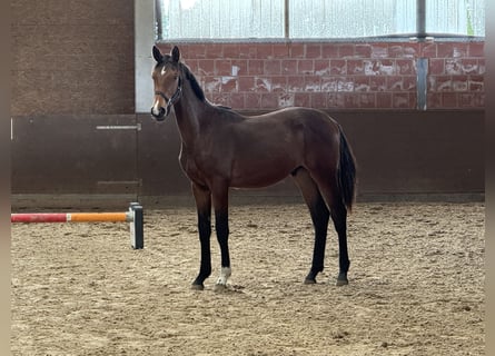 Koń hanowerski, Ogier, 1 Rok, 170 cm, Gniada