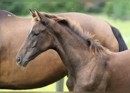 Koń hanowerski, Ogier, 1 Rok, 172 cm, Ciemnokasztanowata