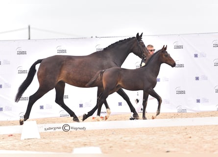 Koń hanowerski, Ogier, 1 Rok, 173 cm, Skarogniada
