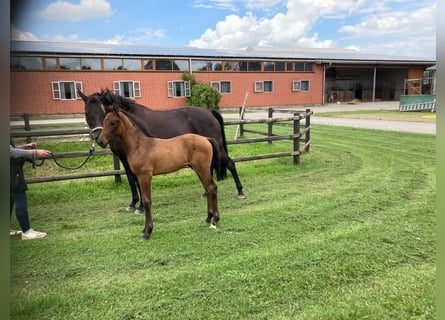 Koń hanowerski, Ogier, 1 Rok, Ciemnogniada
