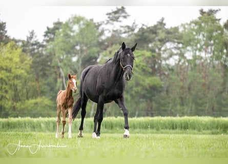 Koń hanowerski, Ogier, 1 Rok, Ciemnokasztanowata