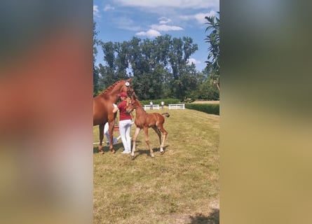 Koń hanowerski, Ogier, 1 Rok, Gniada