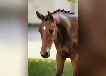 Koń hanowerski, Ogier, 1 Rok, Gniada