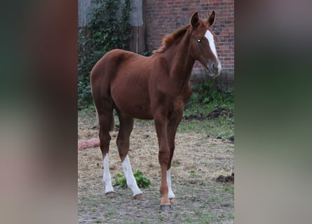 Koń hanowerski, Ogier, 1 Rok, Kasztanowata