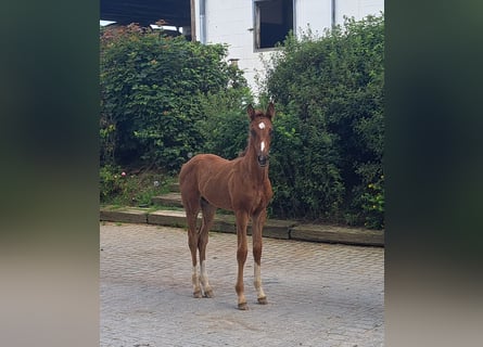 Koń hanowerski, Ogier, 1 Rok