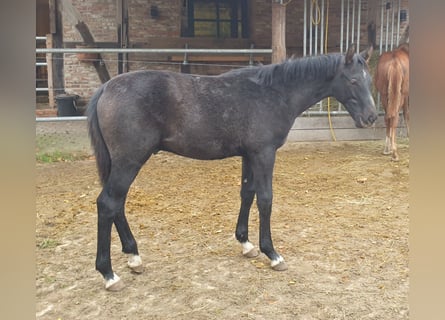 Koń hanowerski, Ogier, 1 Rok, Siwa