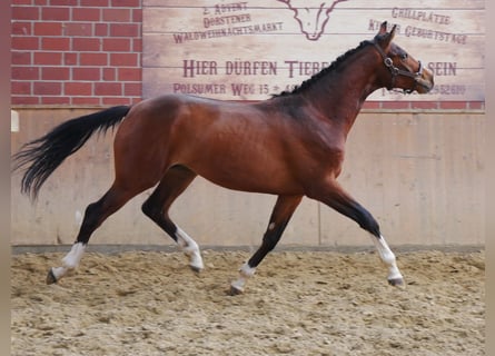 Koń hanowerski, Ogier, 2 lat, 157 cm, Gniada