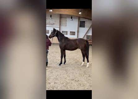 Koń hanowerski, Ogier, 2 lat, 159 cm, Ciemnogniada