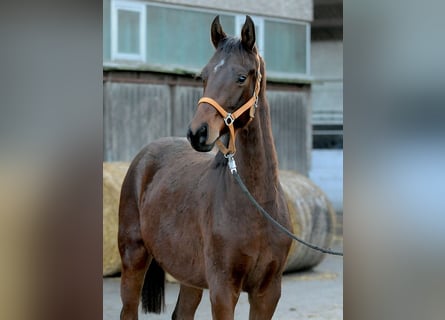Koń hanowerski, Ogier, 2 lat, 163 cm, Gniada