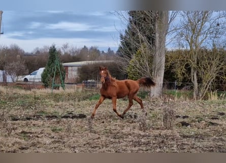 Koń hanowerski, Ogier, 2 lat, 163 cm, Kasztanowata