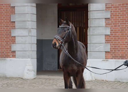 Koń hanowerski, Ogier, 2 lat, 164 cm, Skarogniada